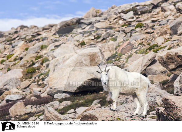 Schneeziege / Rocky Mountain Goat / MBS-10310