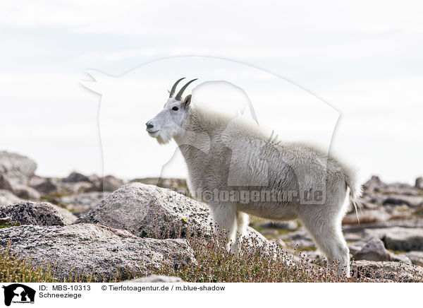 Schneeziege / Rocky Mountain Goat / MBS-10313