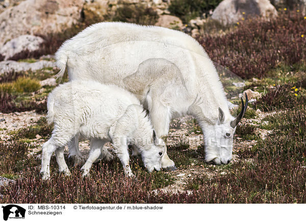 Schneeziegen / Rocky Mountain Goats / MBS-10314