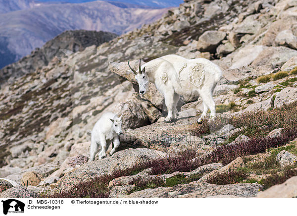 Schneeziegen / Rocky Mountain Goats / MBS-10318