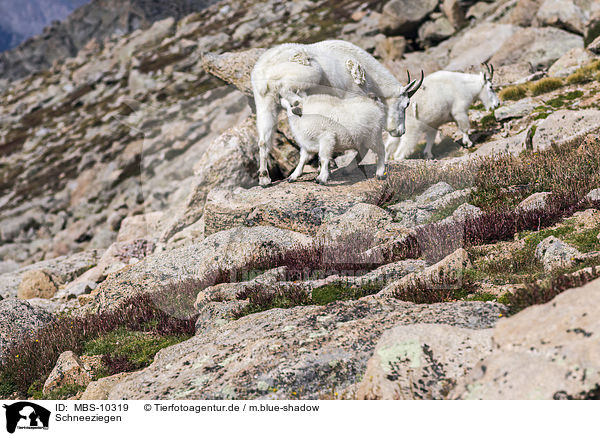 Schneeziegen / Rocky Mountain Goats / MBS-10319