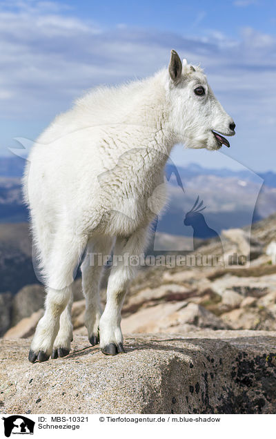 Schneeziege / Rocky Mountain Goat / MBS-10321