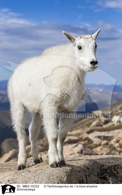 Schneeziege / Rocky Mountain Goat / MBS-10322
