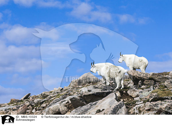 Schneeziegen / Rocky Mountain Goats / MBS-10324