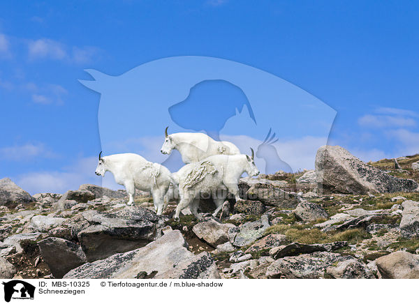 Schneeziegen / Rocky Mountain Goats / MBS-10325