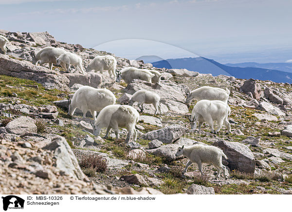Schneeziegen / Rocky Mountain Goats / MBS-10326