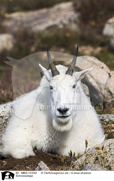 Schneeziege / Rocky Mountain Goat / MBS-10349