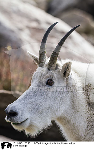 Schneeziege / Rocky Mountain Goat / MBS-10353
