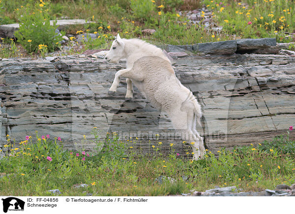 Schneeziege / Rocky Mountain Goat / FF-04856