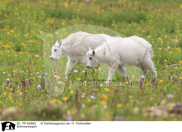 Schneeziegen / Rocky Mountain Goats / FF-04862