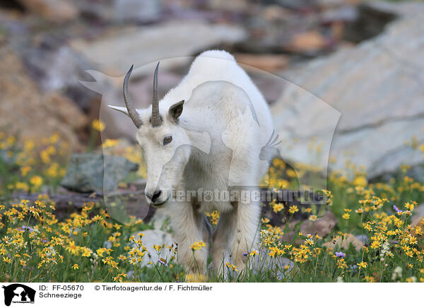 Schneeziege / Rocky Mountain goat / FF-05670