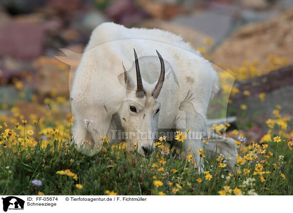 Schneeziege / Rocky Mountain goat / FF-05674