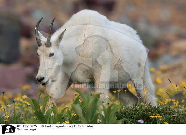 Schneeziege / Rocky Mountain goat / FF-05675