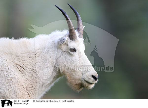 Schneeziege / Rocky Mountain goat / FF-05684