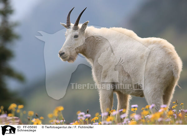 Schneeziege / Rocky Mountain goat / FF-05690