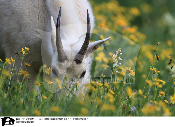 Schneeziege / Rocky Mountain goat / FF-05694