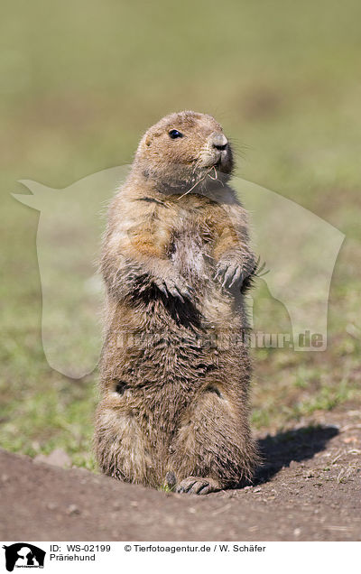 Prriehund / prairie dog / WS-02199