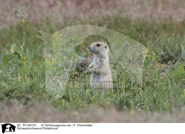 Schwarzschwanz-Prriehund / black-tailed prairie dog / FF-06721