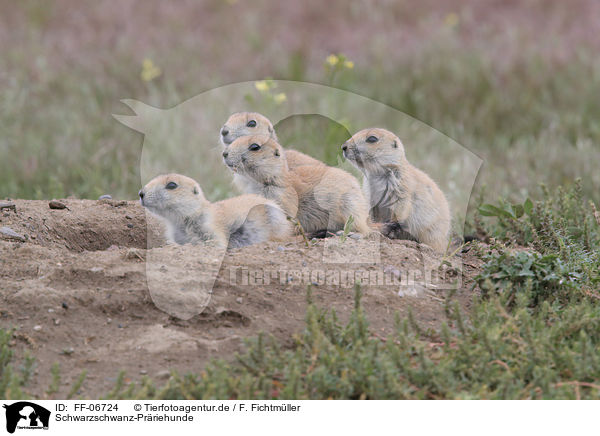 Schwarzschwanz-Prriehunde / black-tailed prairie dogs / FF-06724
