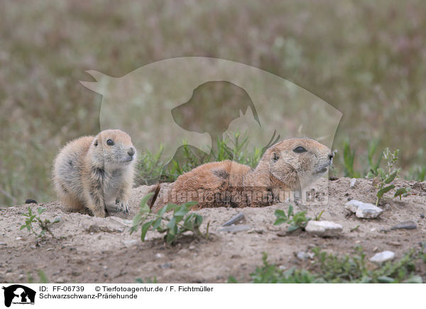Schwarzschwanz-Prriehunde / black-tailed prairie dogs / FF-06739