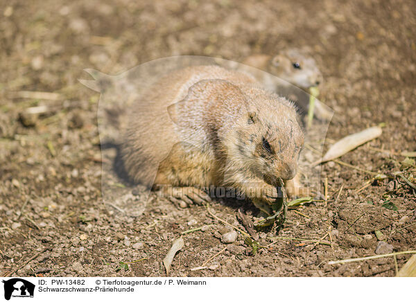 Schwarzschwanz-Prriehunde / black-tailed prairie dogs / PW-13482