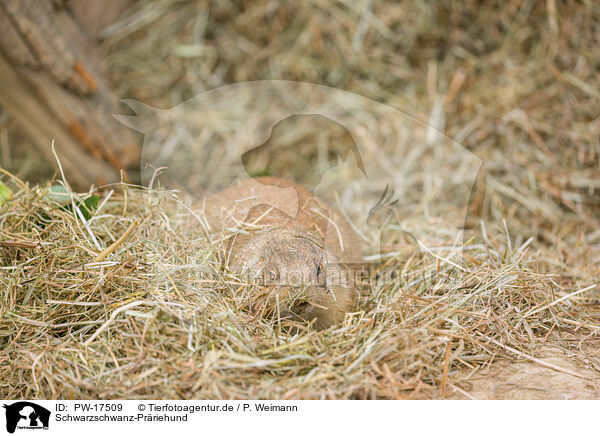 Schwarzschwanz-Prriehund / black-tailed prairie dog / PW-17509