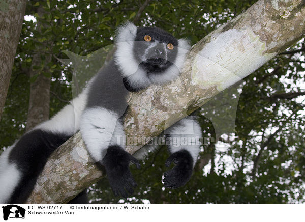 Schwarzweier Vari / black-and-white Ruffed Lemur / WS-02717