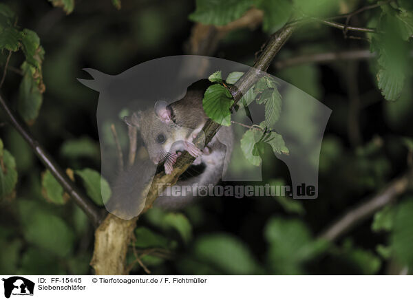 Siebenschlfer / dormouse / FF-15445