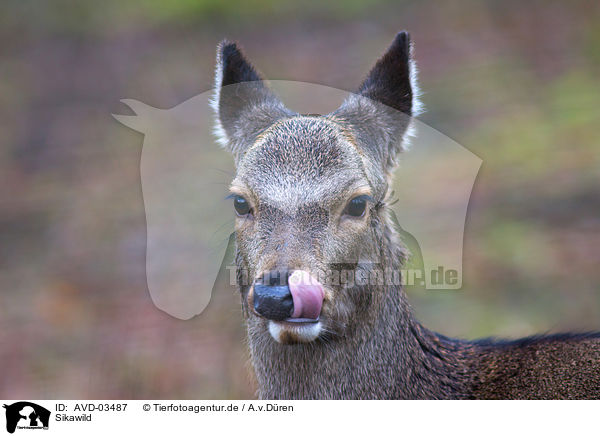 Sikawild / Sika deer / AVD-03487