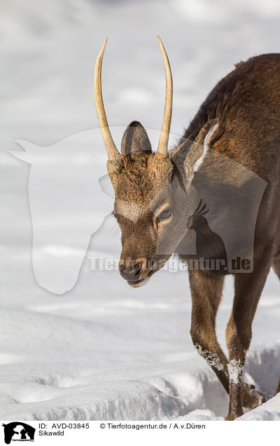 Sikawild / sika deer / AVD-03845