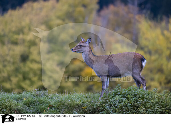 Sikawild / Sika deer / PW-12213