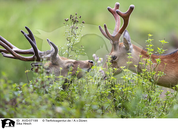 Sika Hirsch / male Sika deer / AVD-07199