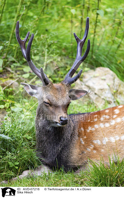 Sika Hirsch / male Sika deer / AVD-07216