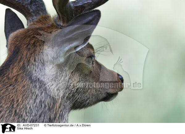 Sika Hirsch / male Sika deer / AVD-07231