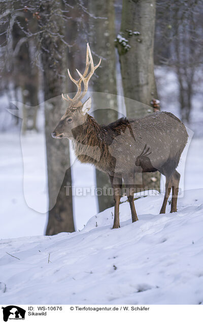 Sikawild / Sika deer / WS-10676