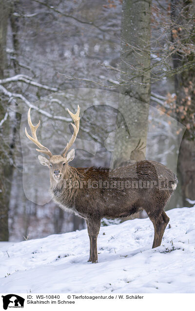 Sikahirsch im Schnee / Sika Deer in snow / WS-10840