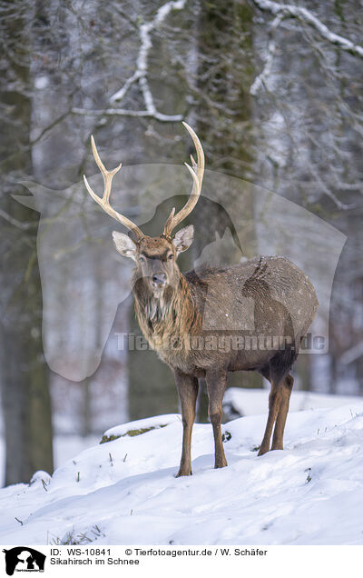 Sikahirsch im Schnee / Sika Deer in snow / WS-10841