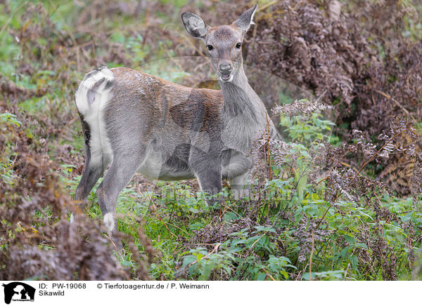 Sikawild / Sika deer / PW-19068