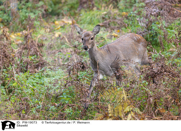 Sikawild / Sika deer / PW-19073