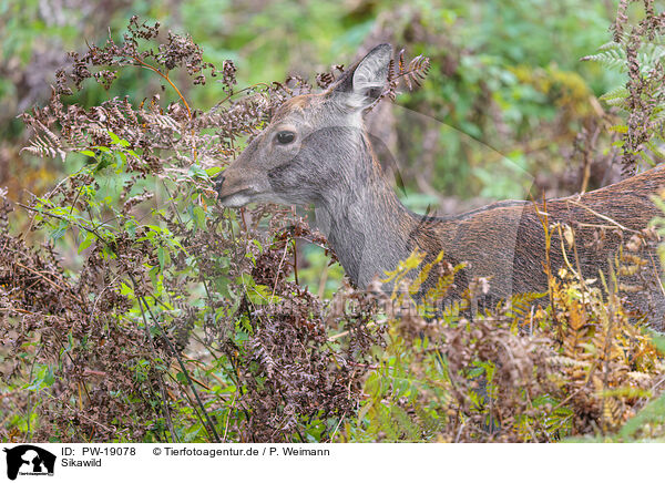 Sikawild / Sika deer / PW-19078