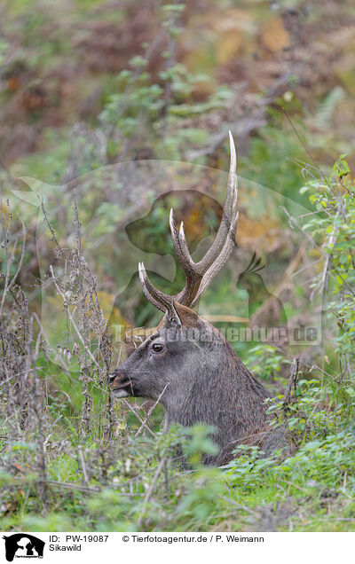 Sikawild / Sika deer / PW-19087