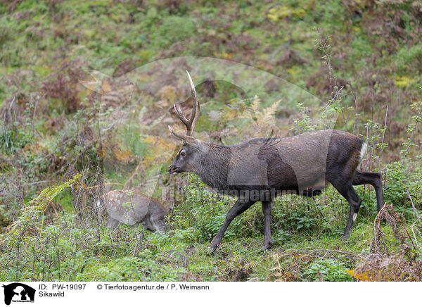 Sikawild / Sika deer / PW-19097