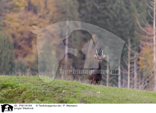 junger Sikabock / young sika deer / PW-19194