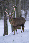 Sikahirsch im Schnee