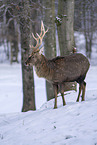 Sikahirsch im Schnee