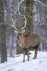 Sikahirsch im Schnee