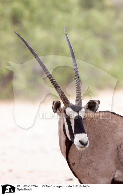 Spiebock / gemsbok / WS-05754