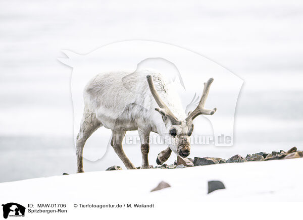 Spitzbergen-Ren / Svalbard reindeer / MAW-01706