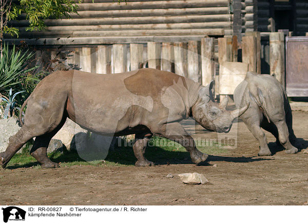 kmpfende Nashrner / fighting rhinos / RR-00827