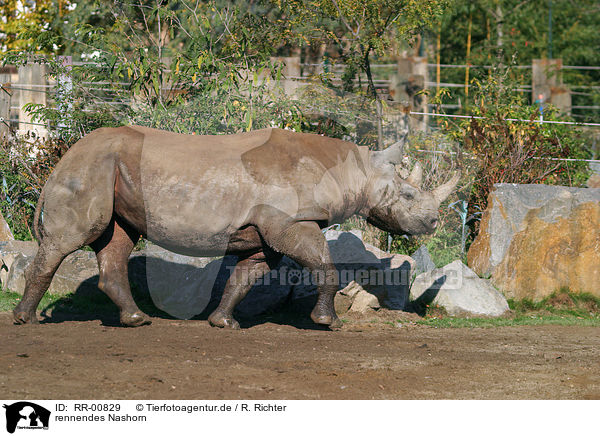 rennendes Nashorn / running rhino / RR-00829